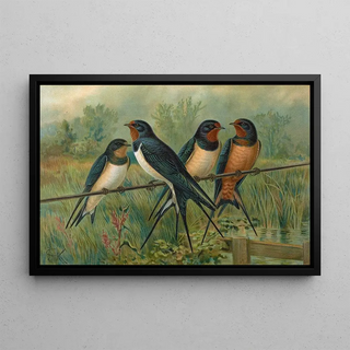 Johann Friedrich Naumann - Hirundo rustica Hirundo rustica Savignii.webp