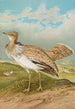 Houbara Macqueeni Gray - Johann Friedrich Naumann — vy av konstverket