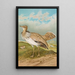 Houbara Macqueeni Gray - Johann Friedrich Naumann — inramlat konstverk på väggen