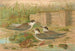 Hydrochelidon hybrida Hydrochelidon fissipes Hydrochelidon nigra - Johann Friedrich Naumann — vy av konstverket