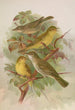 Hypolais pallida philomela polyglotta olivetorum - Johann Friedrich Naumann — vy av konstverket