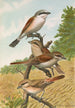 Lanius collurio Lanius isabellinus Ehrenberg - Johann Friedrich Naumann — vy av konstverket