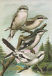 Lanius excubitor borealis Lanius meridionalis Lanius excubitor Homeyeri - Johann Friedrich Naumann — vy av konstverket