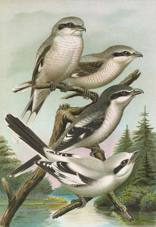 Johann Friedrich Naumann - Lanius excubitor borealis Lanius meridionalis Lanius excubitor Homeyeri.webp