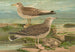 Larus canus Larus argentatus Brunn - Johann Friedrich Naumann — vy av konstverket