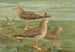 Larus fuscus Larus marinus Larus glaucus Brünn - Johann Friedrich Naumann — vy av konstverket