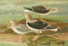 Larus fuscus Larus marinus Larus glaucus Brunn - Johann Friedrich Naumann — vy av konstverket