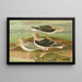 Larus fuscus Larus marinus Larus glaucus Brunn - Johann Friedrich Naumann — inramlat konstverk på väggen