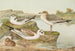 Larus minutus Pall Larus ridibundus Larus melanocephalus - Johann Friedrich Naumann — vy av konstverket