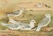 Larus minutus Pall, Larus ridibundus, Larus melanocephalus Natt, Larus Philadelphia Ord - Johann Friedrich Naumann — vy av konstverket