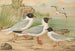 Larus minutus Pall, Larus ridibundus, Larus melanocephalus, Natt, Larus minutus Pall - Johann Friedrich Naumann — vy av konstverket