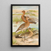 Limosa limosa Limosa lapponica - Johann Friedrich Naumann — inramlat konstverk på väggen