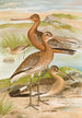 Limosa limosa Limosa lapponica - Johann Friedrich Naumann — vy av konstverket