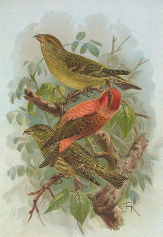 Johann Friedrich Naumann - Loxia curvirostra.webp