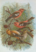 Loxia leucoptera Gm Loxia bifasciata Brehm - Johann Friedrich Naumann — vy av konstverket