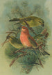 Loxia pityopsittacus Bechst - Johann Friedrich Naumann — vy av konstverket