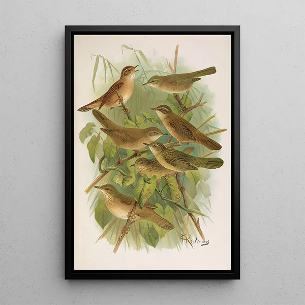 Johann Friedrich Naumann - Lusciniola fuscata melanopogon Locustella naevia luscinioides certhiola.webp