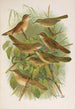 Lusciniola fuscata melanopogon Locustella naevia luscinioides certhiola - Johann Friedrich Naumann — vy av konstverket