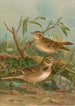 Melanocorypha calandra Lullula arborea - Johann Friedrich Naumann — vy av konstverket