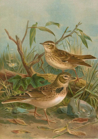 Johann Friedrich Naumann - Melanocorypha calandra Lullula arborea.webp