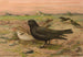 Melanocorypha yeltoniensis - Johann Friedrich Naumann — vy av konstverket
