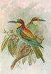 Merops apiaster - Johann Friedrich Naumann — vy av konstverket
