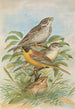 Miliaria calandra Emberiza melanocephala Scopoli - Johann Friedrich Naumann — vy av konstverket