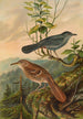 Mimus carolinensis Harporhynchus rufus - Johann Friedrich Naumann — vy av konstverket