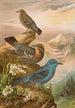 Monticola cyanus - Johann Friedrich Naumann — vy av konstverket