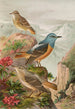 Monticola saxatilis - Johann Friedrich Naumann — vy av konstverket