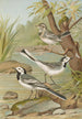 Motacilla alba - Johann Friedrich Naumann — vy av konstverket