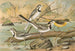 Motacilla alba, Motacilla boarula - Johann Friedrich Naumann — vy av konstverket