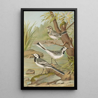 Johann Friedrich Naumann - Motacilla alba.webp