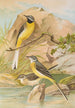 Motacilla boarula - Johann Friedrich Naumann — vy av konstverket