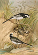 Motacilla lugubris Temm - Johann Friedrich Naumann — vy av konstverket