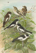 Muscicapa atricapill Muscicapa collaris semitorquata Muscicapa collaris Bechst - Johann Friedrich Naumann — vy av konstverket