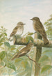 Muscicapa grisola Muscicapa atricapilla - Johann Friedrich Naumann — vy av konstverket