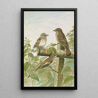 Johann Friedrich Naumann - Muscicapa grisola Muscicapa atricapilla.webp