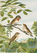 Muscicapa parva Bechst - Johann Friedrich Naumann — vy av konstverket