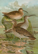 Numenius phaeopus Numenius tenuirostris Vieill - Johann Friedrich Naumann — vy av konstverket
