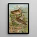 Numenius phaeopus Numenius tenuirostris Vieill - Johann Friedrich Naumann — inramlat konstverk på väggen