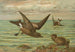 Oceanodroma leucorrhoa Vieill Fjäderfägelvinge - Johann Friedrich Naumann — vy av konstverket