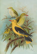 Oriolus oriolus - Johann Friedrich Naumann — vy av konstverket