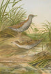 Ortygometra pusilla - Johann Friedrich Naumann — vy av konstverket