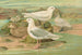 Pagophila eburnea, Phipps, Larus leucopterus, Faber - Johann Friedrich Naumann — vy av konstverket
