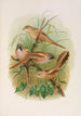 Panurus biarmicus - Johann Friedrich Naumann — vy av konstverket