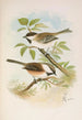 Parus cinctus Parus lugubris - Johann Friedrich Naumann — vy av konstverket