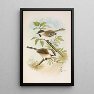 Johann Friedrich Naumann - Parus cinctus Parus lugubris.webp