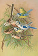 Parus coeruleus Aegithalus caudatus caudatus vagans caudatus Irbyi Parus cyanus Pall - Johann Friedrich Naumann — vy av konstverket
