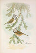 Parus cristatus - Johann Friedrich Naumann — vy av konstverket
